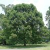 Photo of: White Oak