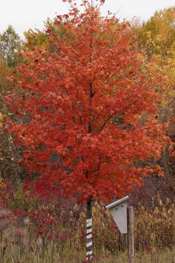 Photo of: Fall Fiesta Maple Tree