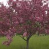 adams-crabapple-1 - Grasshopper Gardens