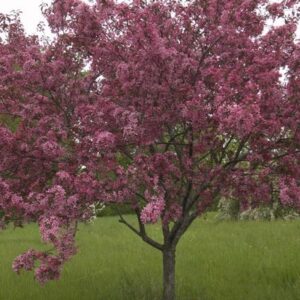 adams-crabapple-1 - Grasshopper Gardens