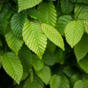 American Hornbeam