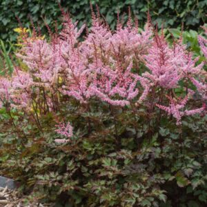 astilbedelftlace1-1 - Grasshopper Gardens