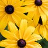 Close-up image of black-eyed Susans (rudbeckia) - Grasshopper Gardens