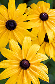 American Gold Rush Black Eyed Susan