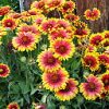 blanket-flower - Grasshopper Gardens