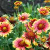 Gaillardia pulchella blooming in the park. - Grasshopper Gardens