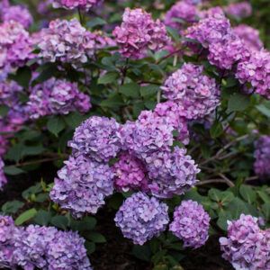 Endless Summer Bloomstruck Bigleaf Hydrangea