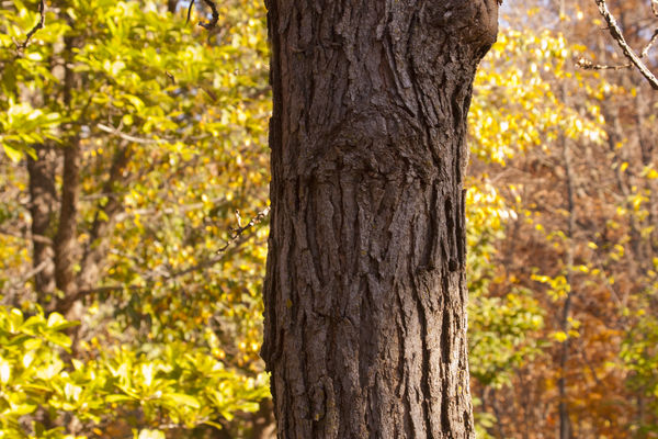 bur - Grasshopper Gardens