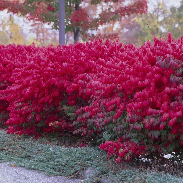 burningbush1 - Grasshopper Gardens