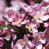 Camelot Crabapple Flowers