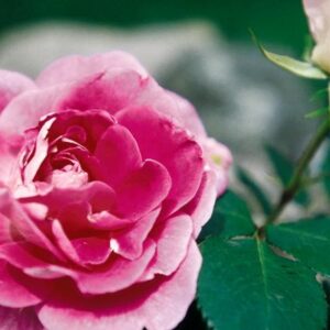 Carefree Wonder Rose
