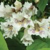 catalpa1 - Grasshopper Gardens