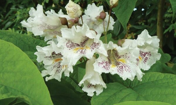 catalpa1 - Grasshopper Gardens