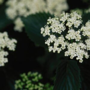 chicago-luster - Grasshopper Gardens