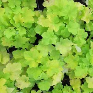 citronelle1 - Grasshopper Gardens