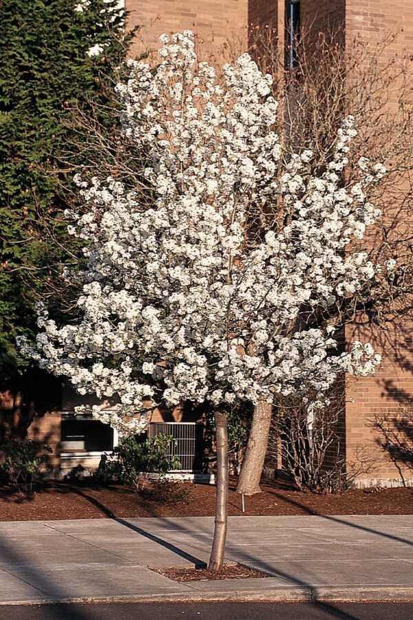 Photo of: Cleveland Select Pear Tree