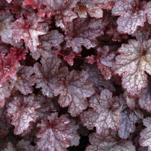 coral-bell-PP - Grasshopper Gardens