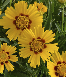 Solanna Bright Touch Coreopsis