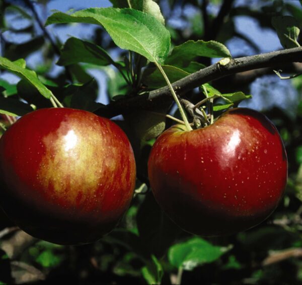 Photo of: Cortland Apple Tree