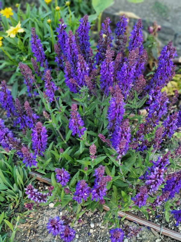 dark-matter-salvia5 - Grasshopper Gardens