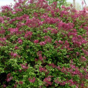 dk-purple-bloomerange - Grasshopper Gardens