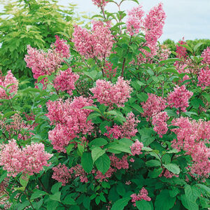 Donald Wyman Lilac