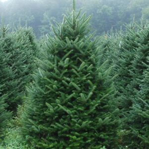 Fraser Fir