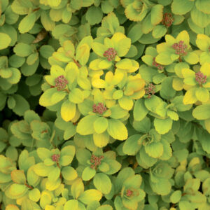 Glow Girl Spirea