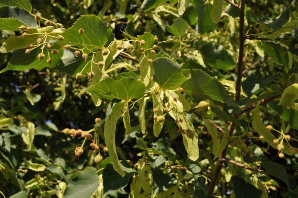 greenspire-scaled - Grasshopper Gardens