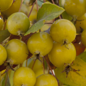 Harvest Gold Crabapple