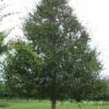 Photo of: Homestead Elm