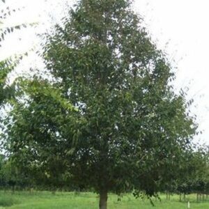 Photo of: Homestead Elm