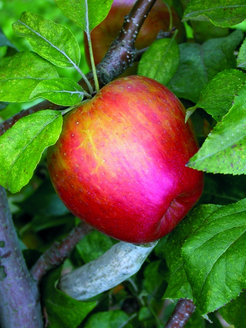 honeycrisp - Grasshopper Gardens Photo of: Honeycrisp Apple Tree