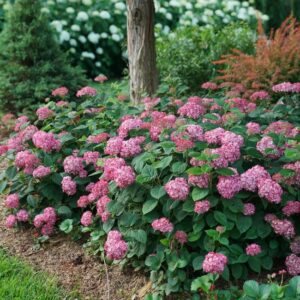 Invincibelle Ruby Hydrangea