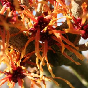 Jelena Witch Hazel