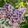 Dwarf Korean Lilac Blossoms