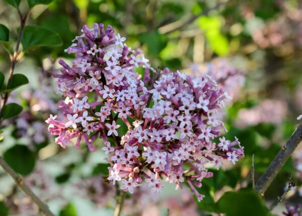 Dwarf Korean Lilac Blossoms