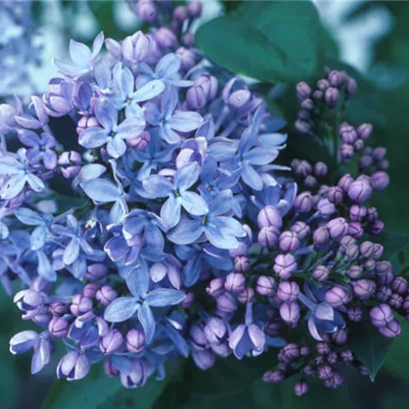 ライラック プレジデント リンカーン グレイビー カルベィティエム President Grevy Lilac - Grasshopper Gardens