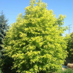 lindsey-skyward-baldcypress-5