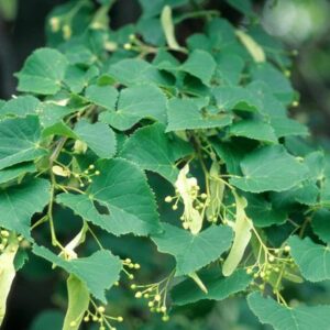 Little Leaf Linden