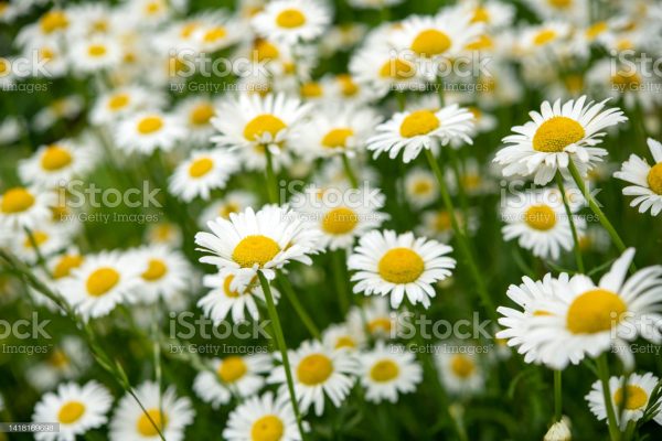 Daisy - Grasshopper Gardens