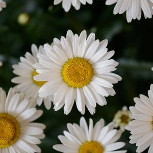 Lucille Chic Shasta Daisy