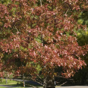 Majestic Skies 'Northern Pin' Oak