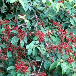 Maries Doublefile Viburnum