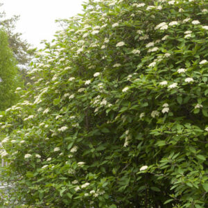 Mohican Viburnum