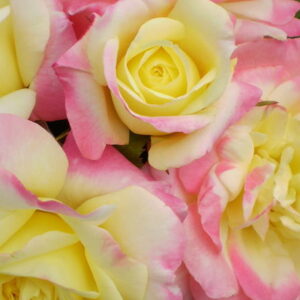 Easy Elegance Music Box Rose