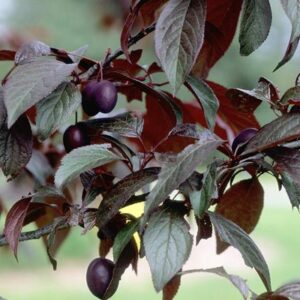 newport-plum - Grasshopper Gardens