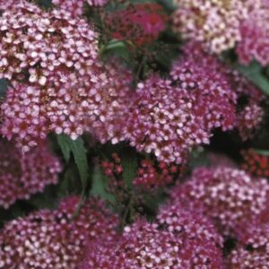 Neon Flash Spirea