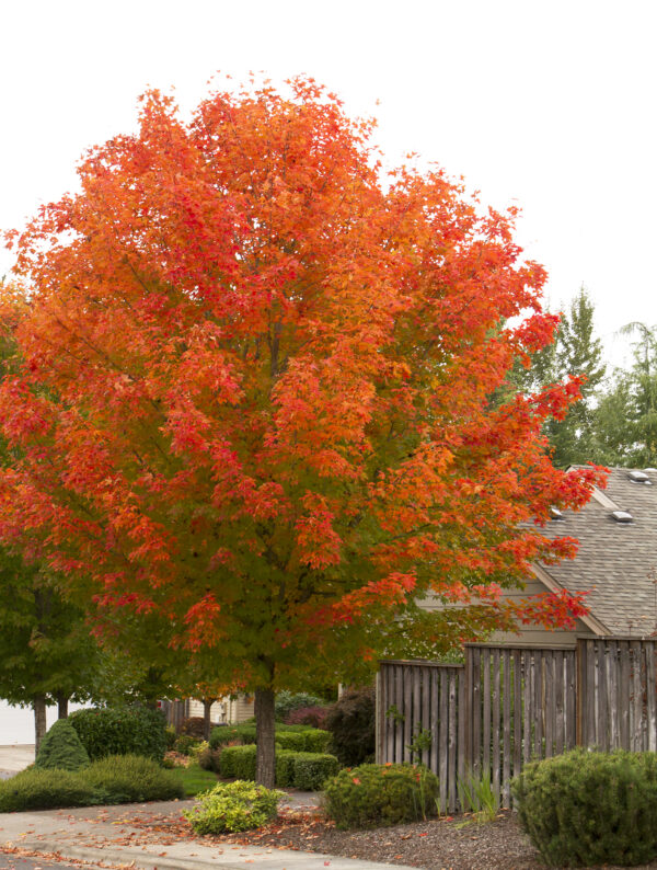 Photo of: October Glory Red Maple Tree
