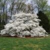 Photo of: Pagoda Dogwood Tree